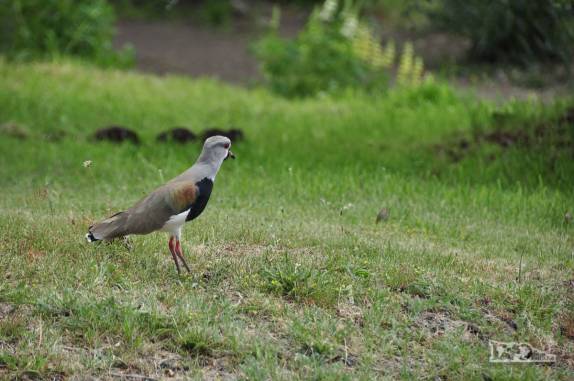 Pássaro caminha pelos jardins de Villa Traful, no Parque Nacional Nahuel Huapi, na Argentina